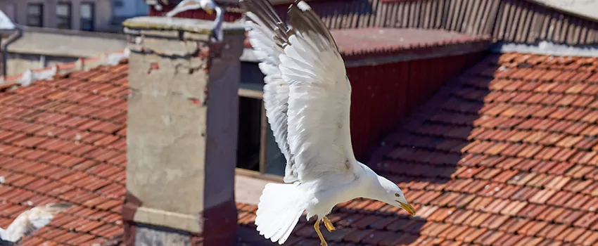 Residential Chimney Animal Removal Solution in Lockport, NY