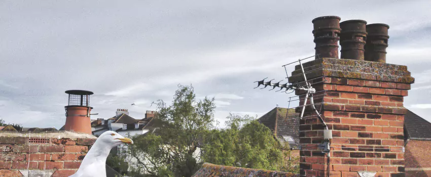 Chimney Cleaning And Restoration in Lockport, New York